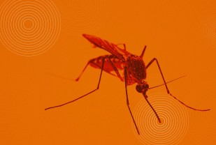 Deadly Dengue Virus Hijacks Mosquito Saliva To Spread Sickness