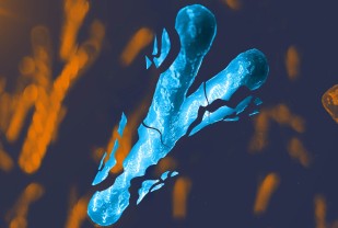 Understanding 'Y': Chromosome Discovery Advances Fight Against Heart Failure in Men